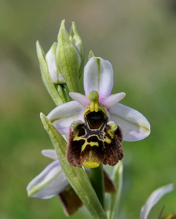 Orchidee del Chianti 2009